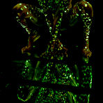 Second pic of Exclusive Actiongirls Mercenary Alexius Vitaly's Cedez Jonez  Photos Actiongirls.com