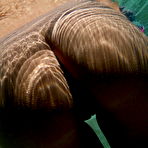 Fourth pic of SpunkyPass - Make Your Own Multi-Pass Site With CravingCarmen.com ~ Hottest Girl on the Internet!