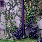 Second pic of Tokyo Teenies - cute japanese teens av models getting nude