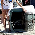 Fourth pic of Pamela Anderson in shorts and tanktop supporting PETA at Malibu Beach