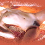 Second pic of http://98.to/osg Orion Scan And G a l l e r y