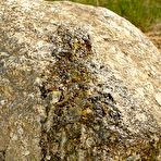 Fourth pic of Hot teen with a great body gets nude outdoors and takes a piss