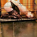 Second pic of Bondage Videos, Hard Bondage, Fetish Sex Videos, Torture, Hard Sex, Extreme 
Bondage Videos