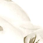 First pic of PinkFineArt | Classic 50s Busty Girls from Vintage Classic Porn