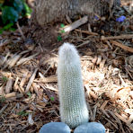 Fourth pic of Celia - Public nudity in San Francisco California