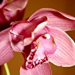 First pic of Francine Dee &raquo; East Babes