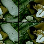 Fourth pic of :: Penelope Cruz exposed photos :: Celebrity nude pictures and movies.