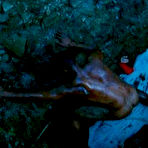 Second pic of CelebrityGay.com - leaked Cuba Gooding Jr. photos