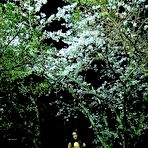 Fourth pic of Asian Exhibitionists