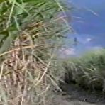 First pic of African fellow is smashing a promiscuous, blondie tourist who came to his village to have some joy