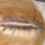 Third pic of Chubby blonde with glasses sucking on a dick - AmateurPorn