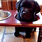 Second pic of Misc. Stuff: Animals - Sexy and Funny Forums
