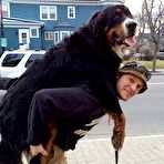 Third pic of Misc. stuff: big dogs - Sexy and Funny Forums