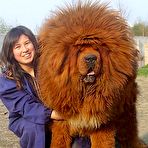 Fourth pic of Misc. stuff: big dogs - Sexy and Funny Forums