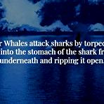 Second pic of Misc. stuff: Scary factoids - Sexy and Funny Forums