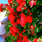 First pic of Alessandra Natural Beauty - Cherry Nudes