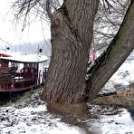 Fourth pic of Brunette chick Esperansa pees against a tree upon snow-covered ground